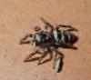 Salticus sp.